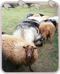 Icelandic Sheep Flock in Wales